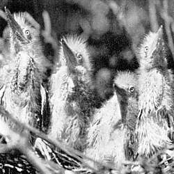 Photo of green heron chicks in nest