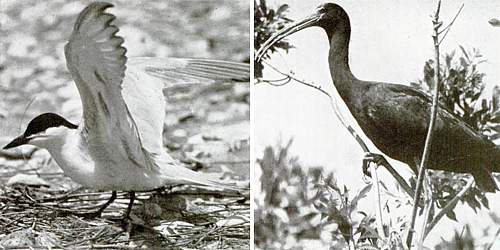 Photos of gull-billed tern and eastern glossy ibis