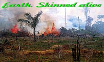 Deforestation photo of burning brush and timber on the ground + quote caption “Earth skinned alive”