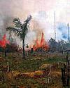 Deforestation photo of burning brush and timber on the ground