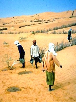 Desertification in Algerica. People are watering very sparce plantings in desert soil.