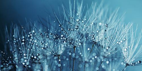macro closeup photo of dew drops on dandelion seeds