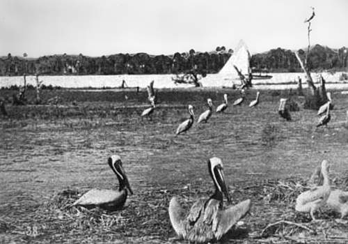 Photo of pelicans on Pelican Island with bird on nest in foreground