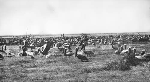 Photo of many nesting pelicans on Pelican Island