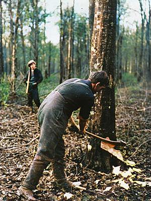 British Tommy, not a lumberjack, felling tree with axe on Western Front, World War I