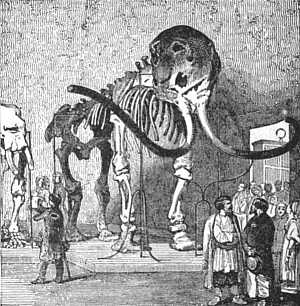 Mammoth Skeleton found in 1799 as displayed at St. Petersburg