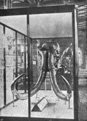 Mammoth Skull and Tusks found at Ilford in 1864