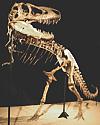 Thumbnail photo of mounted Tarbosaurus fossil skeleton, a large dinosaur