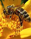Thumbnail of close-up of a bee covered with pollen on flower