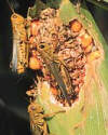 Thumbnail - Grasshopper plague