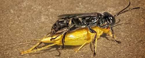 Photo closeup of Liris wasp stinging a cricket, by Stab Lupo