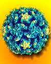 Thumbnail - Polio virus isolated