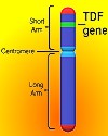 Thumbnail - Genetics
