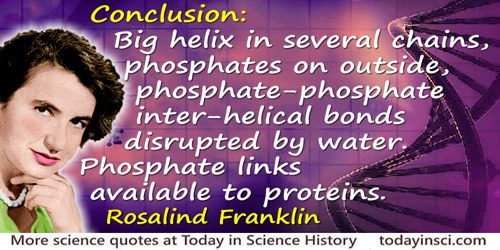 Rosalind Franklin quote: Conclusion: Big helix in several chains, phosphates on outside, phosphate-phosphate inter-helical bonds