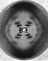 DNA X-ray Diffraction image made by Rosalyn Franklin showing the distinctive X pattern indicating a helical molecular structure
