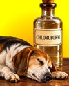 Thumbnail - Chloroform anesthesia on animals
