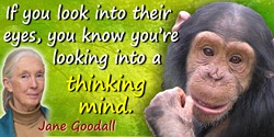 Jane Goodall quote: If you look into their [chimpanzees] eyes, you know you’re looking into a thinking mind. They teach us that 