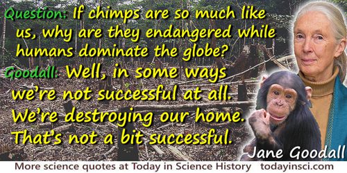 Jane Goodall quote: Question: If chimps are so much like us, why are they endangered while humans dominate the globe?
Goodall: 