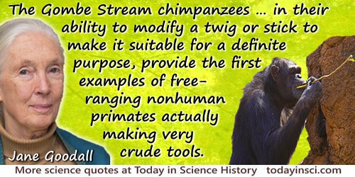 Jane Goodall quote: The Gombe Stream chimpanzees … in their ability to modify a twig or stick to make it suitable for a definite