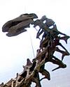 Thumbnail of Apatosaurus skull as now mounted on skeleton in Carnegie Museum