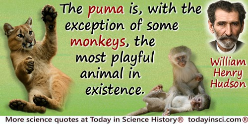 William Henry Hudson quote: The puma is, with the exception of some monkeys, the most playful animal in existence.