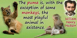 William Henry Hudson quote: The puma is, with the exception of some monkeys, the most playful animal in existence.