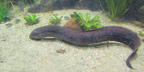 Photo of an eel-like lungfish with thread-like pectoral and pelvic fins, on the bottom sand and gravel of a zoo aquarium display