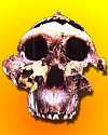 Thumbnail - New hominid discovered
