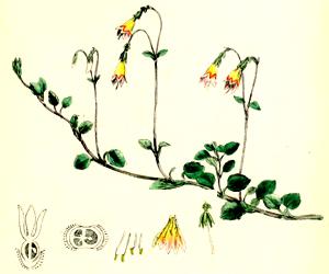 Watercolor illustration of linnaea borealis, horizontal creeper with leaves, several rising pink to white bell flowering stems