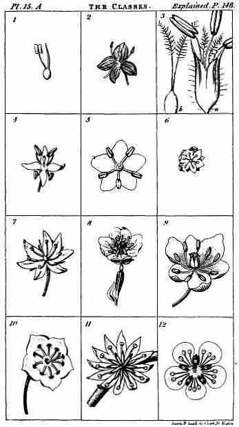 Grid of 12 drawings of various examples of flowers, illustrating their different numbers of stamens.