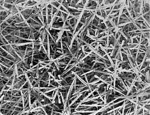 Figure 5, photo of frost crystals on grass.