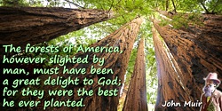 John Muir quote: The forests of America, however slighted by man, must have been a great delight to God; for they were the best