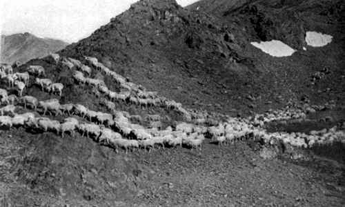 Photo of a flock of sheep grazing high in the Sierra mountains soon after snow has melted exposing green grass to feed on.