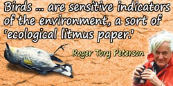 Roger Tory Peterson quote: Birds ... are sensitive indicators of the environment, a sort of “ecological litmus paper,”