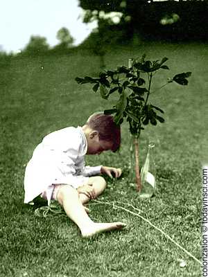 Photo Theodore Roosevelt's young son, Quentin, sitting on lawn beside a short sapling