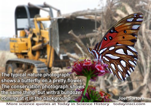 Conservation photo montage of butterfly on a flower foreground with bulldozer very close behind clearing ground approaching it