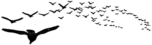 Seton's drawing of many crows flying