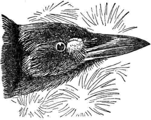 Drawing of head of the crow named Silverspot and drawn by Ernest Thompson Seton