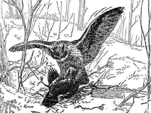 Drawing by Seton of crow on ground in the claws of a large owl