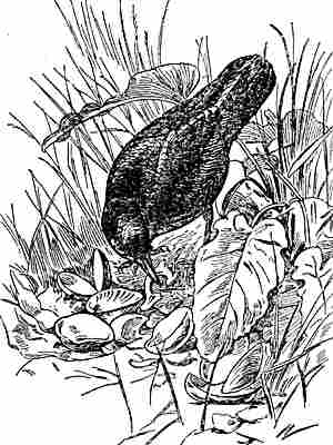 Drawing by Seton of a crow using its beak to pick up a china cup handle from the ground