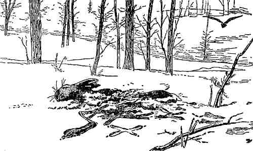 Drawing by Seton of dead pecked rabbit on ground, with crow footprint in snow