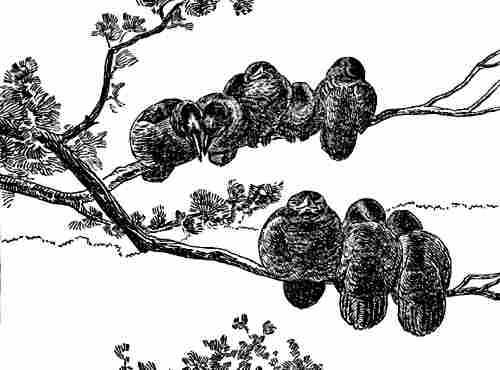 Drawing by Seton of fledglings nestled together along a branch