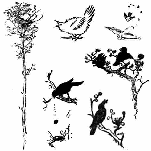 Several of Seton's illustrations: a tree, a sparrowhawk chasing another bird and crows on branches