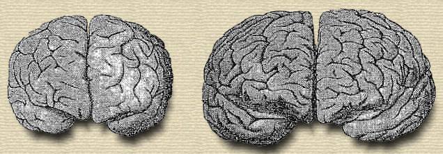 Brains of a Papuan, George Francis Train.