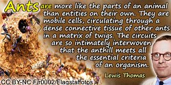 Lewis Thomas quote: Ants are more like the parts of an animal than entities on their own. They are mobile cells,