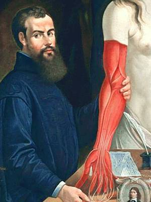 Painting of Andreas Vesalius, upper body, standing at table with dissected arm muscles of a body