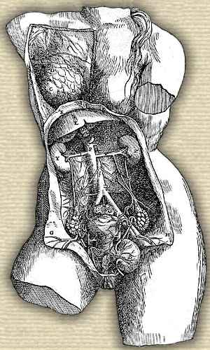 Woodcut showing female torso with abdomen opened to show kidneys, ovaries and other anatomical features