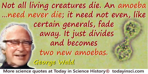 George Wald quote: Not all living creatures die. An amoeba, for example, need never die; it need not even, like certain generals