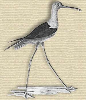 Engraving Charadrius himantopus, wading bird long legs 60% of its height, white body, long narrow beak, black wings