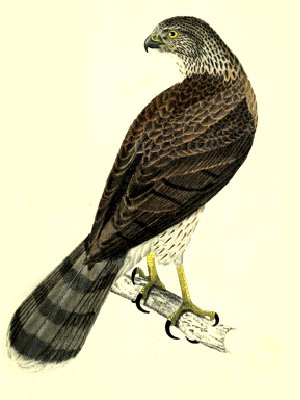 Cooper’s Hawk illustration, engraving printed then hand-colored. Perched on small branch.